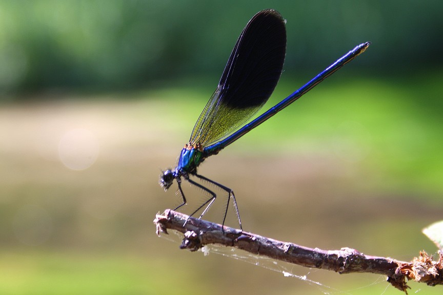 CALOPTERYX VIRGO?